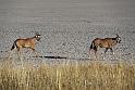 220 Etosha NP, kleine oryx